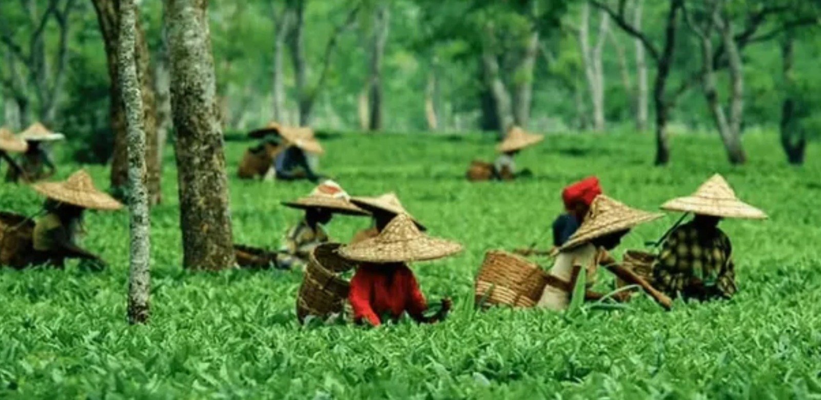 Tripura to improve the tea sector through an e-auction centre
