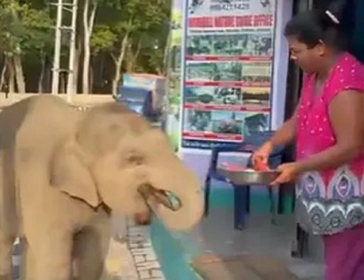 In a popular video, a baby elephant sweetly requests slices of watermelon the internet is constantly grinning
