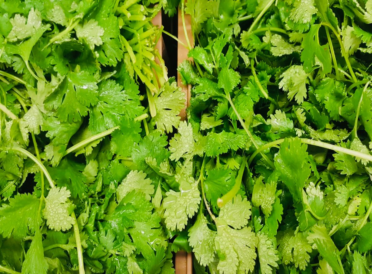 Coriander futures prices rose on demand