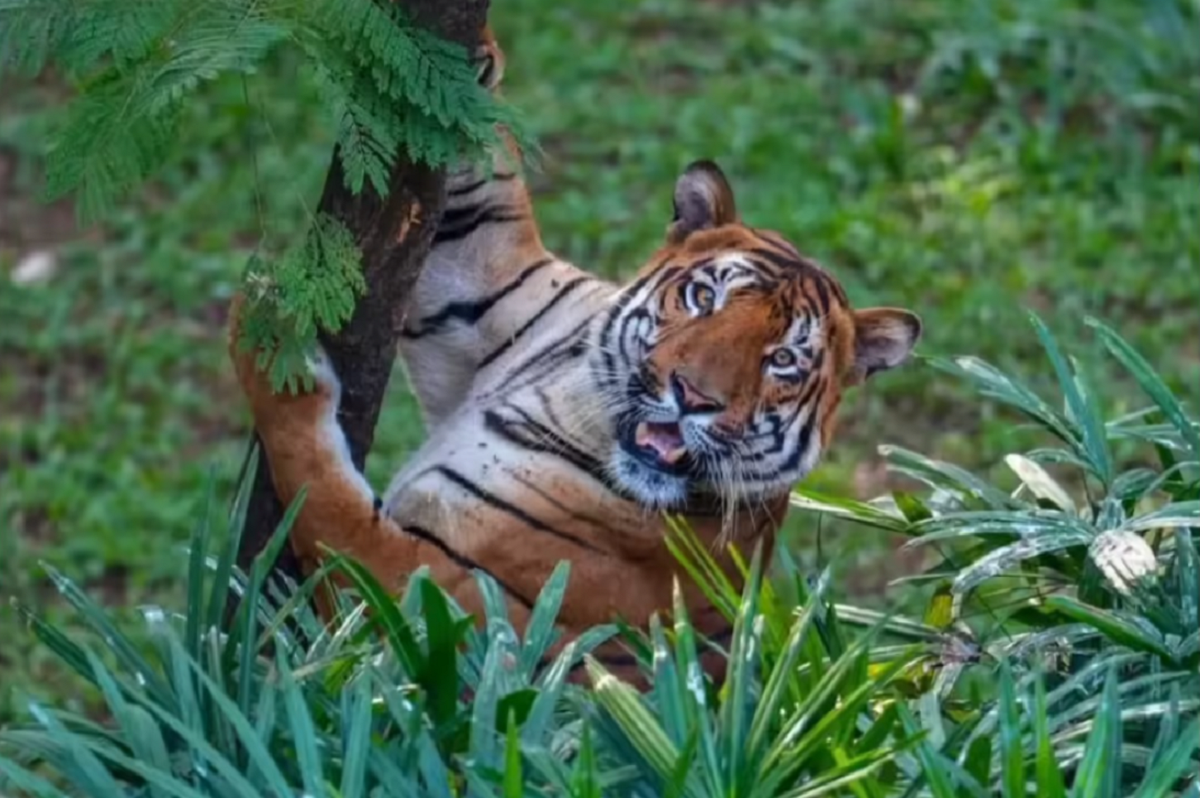 Enhanced Big Cat Tracking Begins in Namdapha for the 2025–26 Nationwide Census