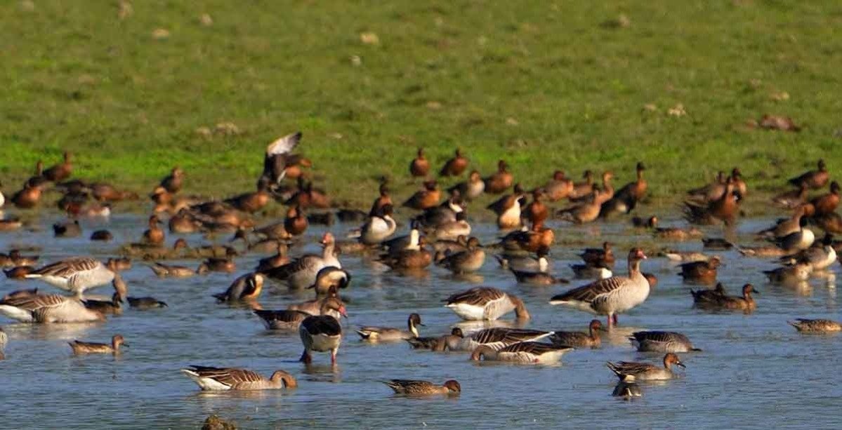 At Kaziranga National Park, over 1.05 lakh waterbirds were recorded in 7th count