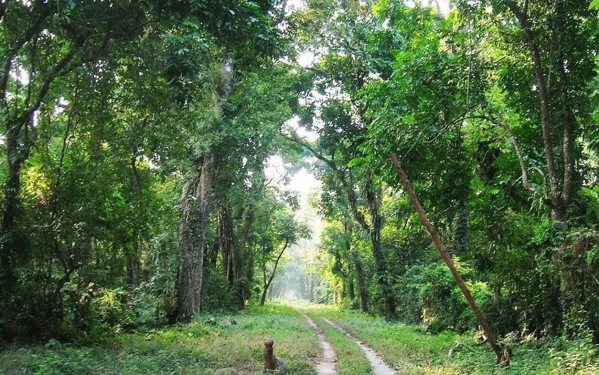 Department of Environment, Forest & Climate Change Nagaland Flags Large-Scale Encroachment on Lokhipahar Forest Land