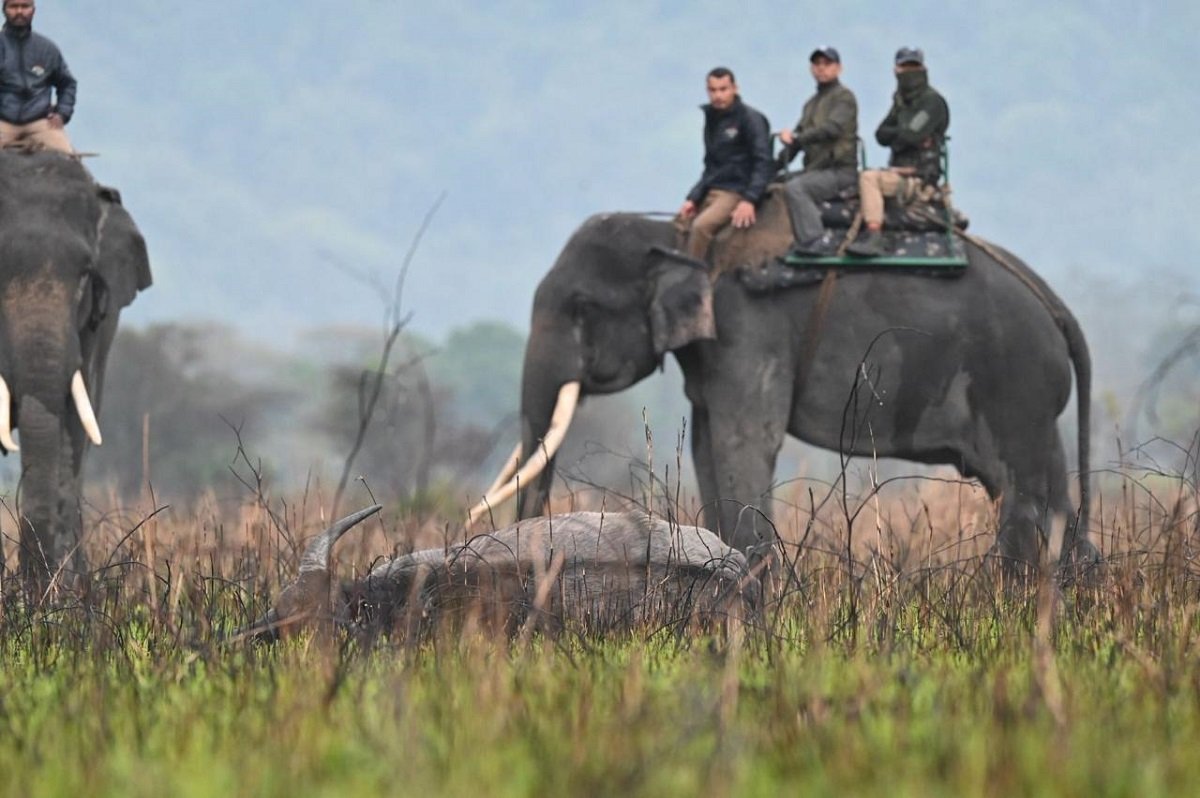 Historic Wild Water Buffalo Translocation from Assam to Madhya Pradesh Begins