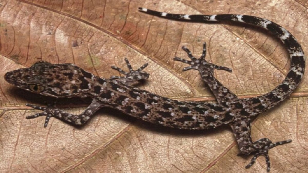 North Tripura Becomes Site of New Gecko Species Discovery