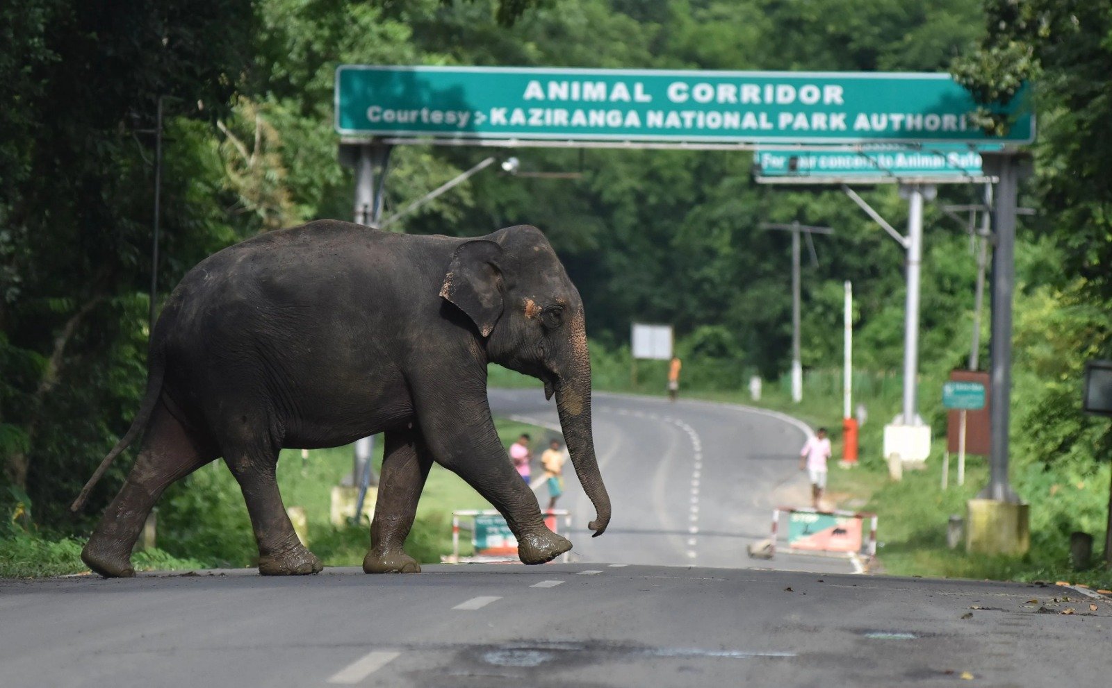 Arunachal and Karnataka Forest Departments Neutralize Elephant Threat in Tirap and Lohit Districts