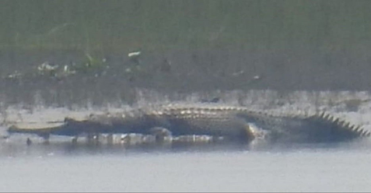 Endangered Gharial Found in Kaziranga, Encouraging Assam’s Conservation Efforts