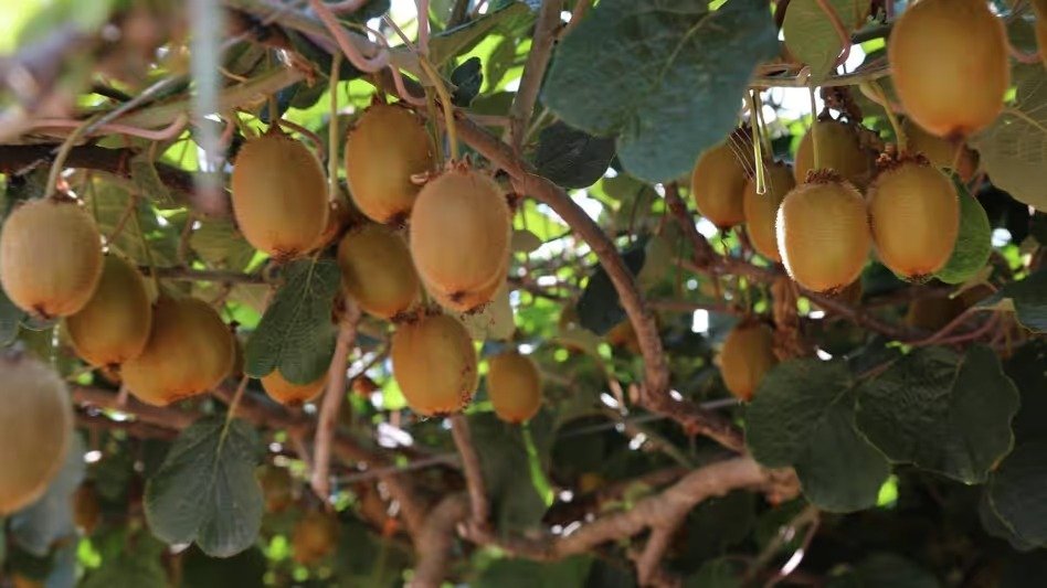 Mission Arunachal Kiwi to Enhance Farming, Branding and Export Opportunities
