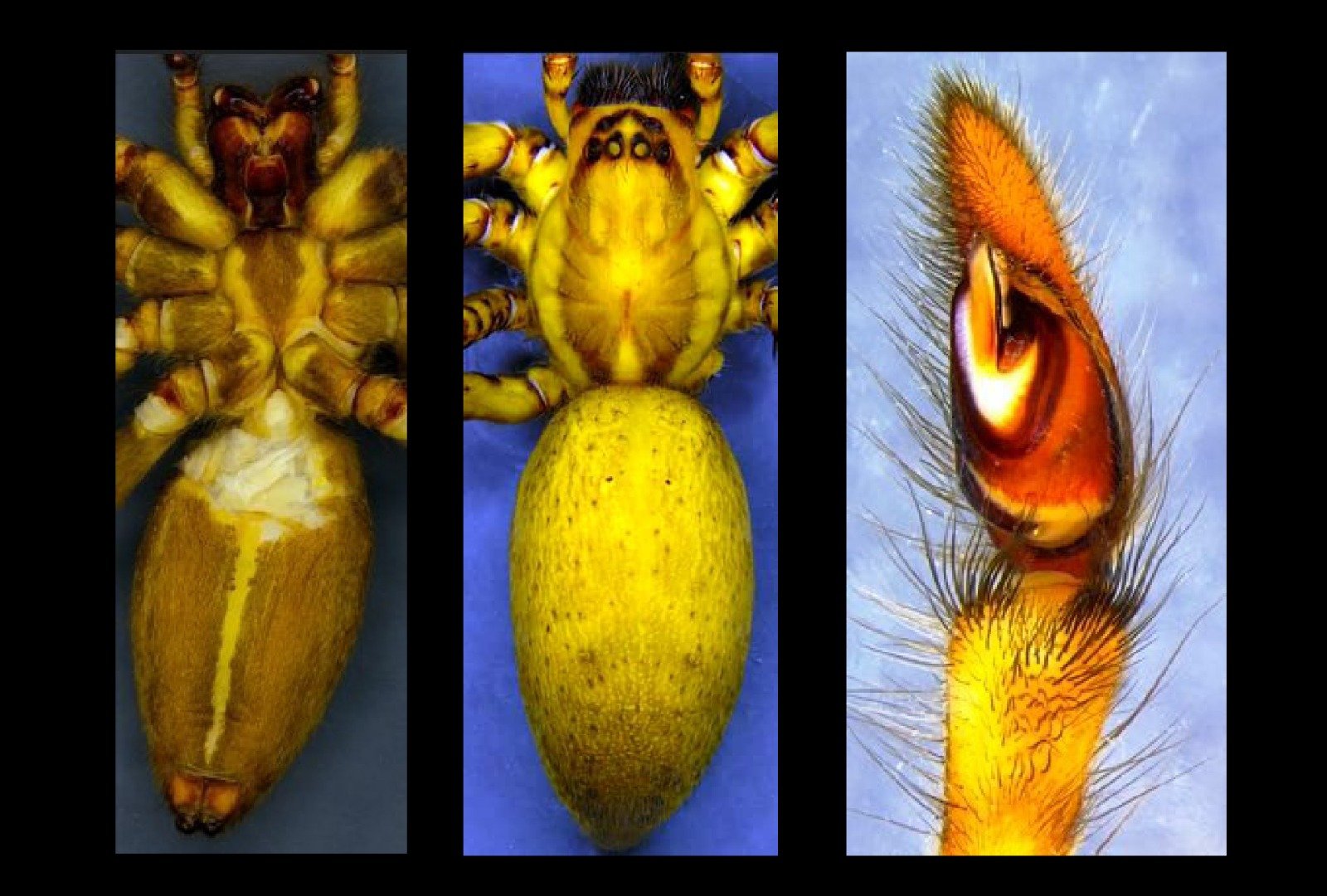 Nagaland Forests Yield Discovery of Two New Spider Species