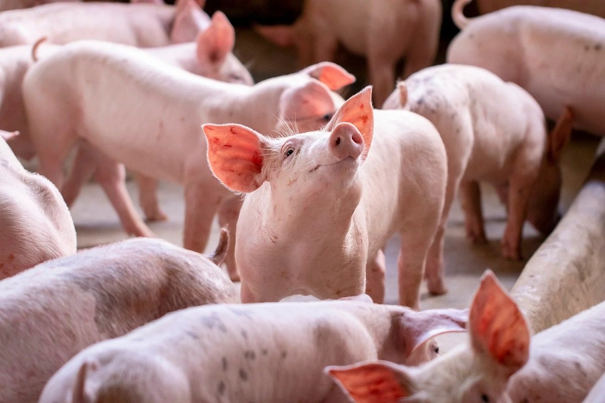 ASF Outbreak Triggers Pig, Pork Restrictions Across Nagaland