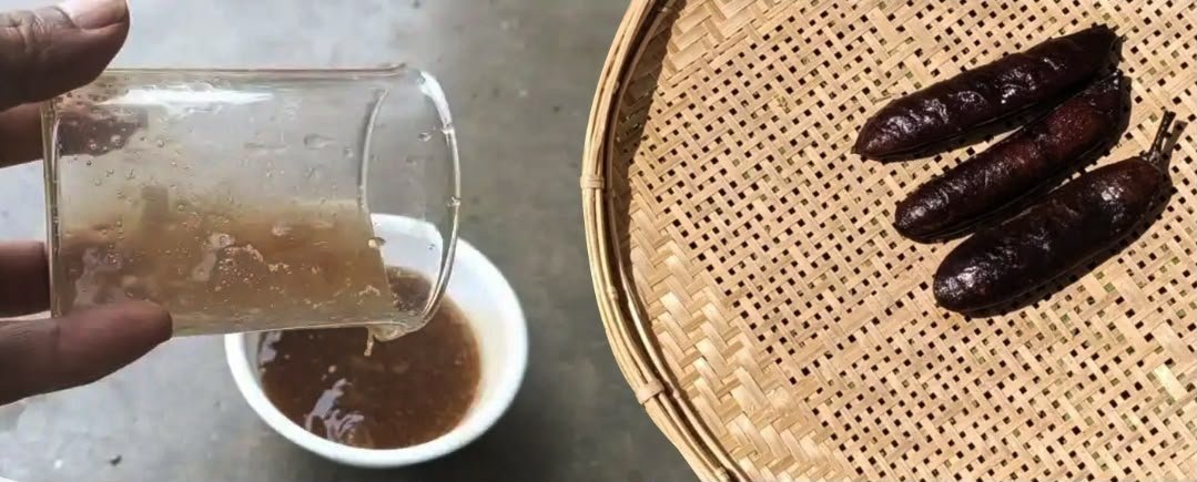 Arunachal Scientists Create Natural Hand Wash From Native Dekang/Dika Plant