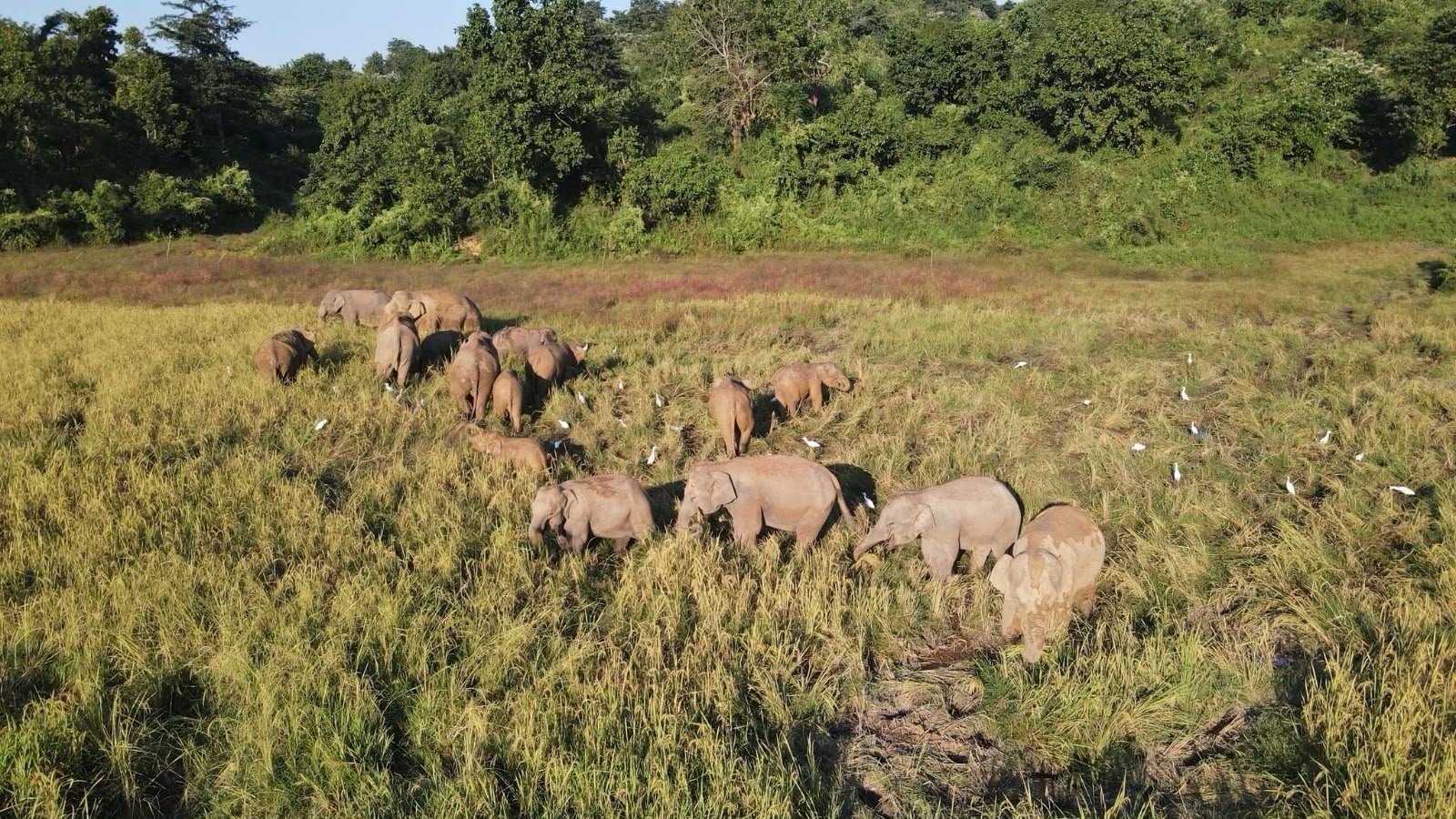 Assam Forest Cover Rises By 208 Sq Km, But 3.14 Lakh Ha Still Under Encroachment