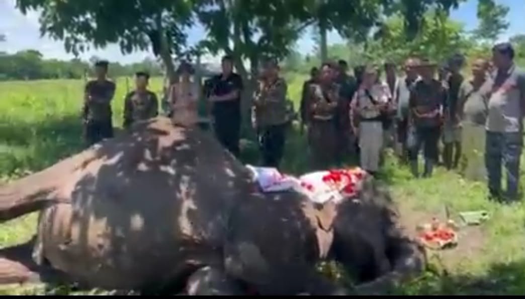 “A Life of Courage and Loyalty”: Kaziranga Pays Tribute to Patrol Elephant Joymala