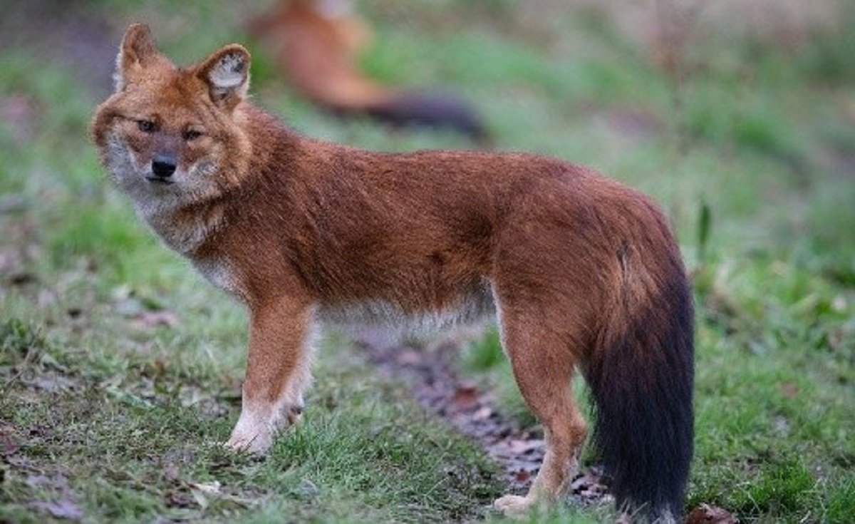 Asiatic Endangered Wild Dog Recorded in Ukhrul’s Shirui Village