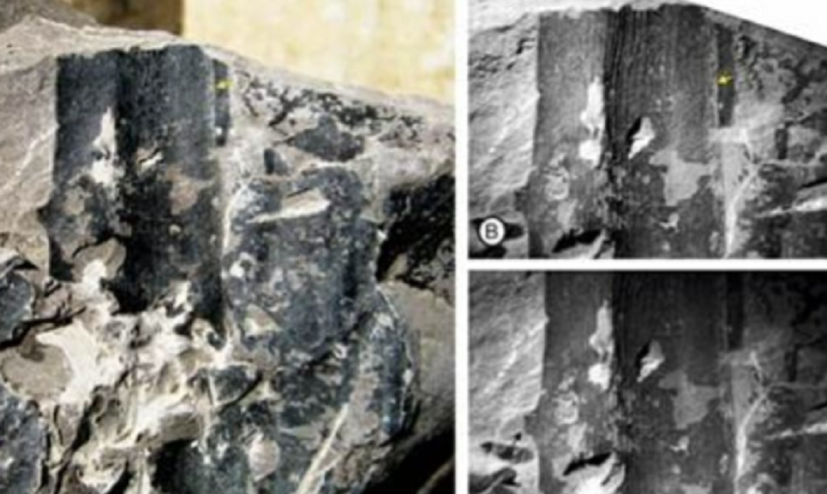 Fossil leaves recovered in Assam reveal Kevda plant is older than human civilization